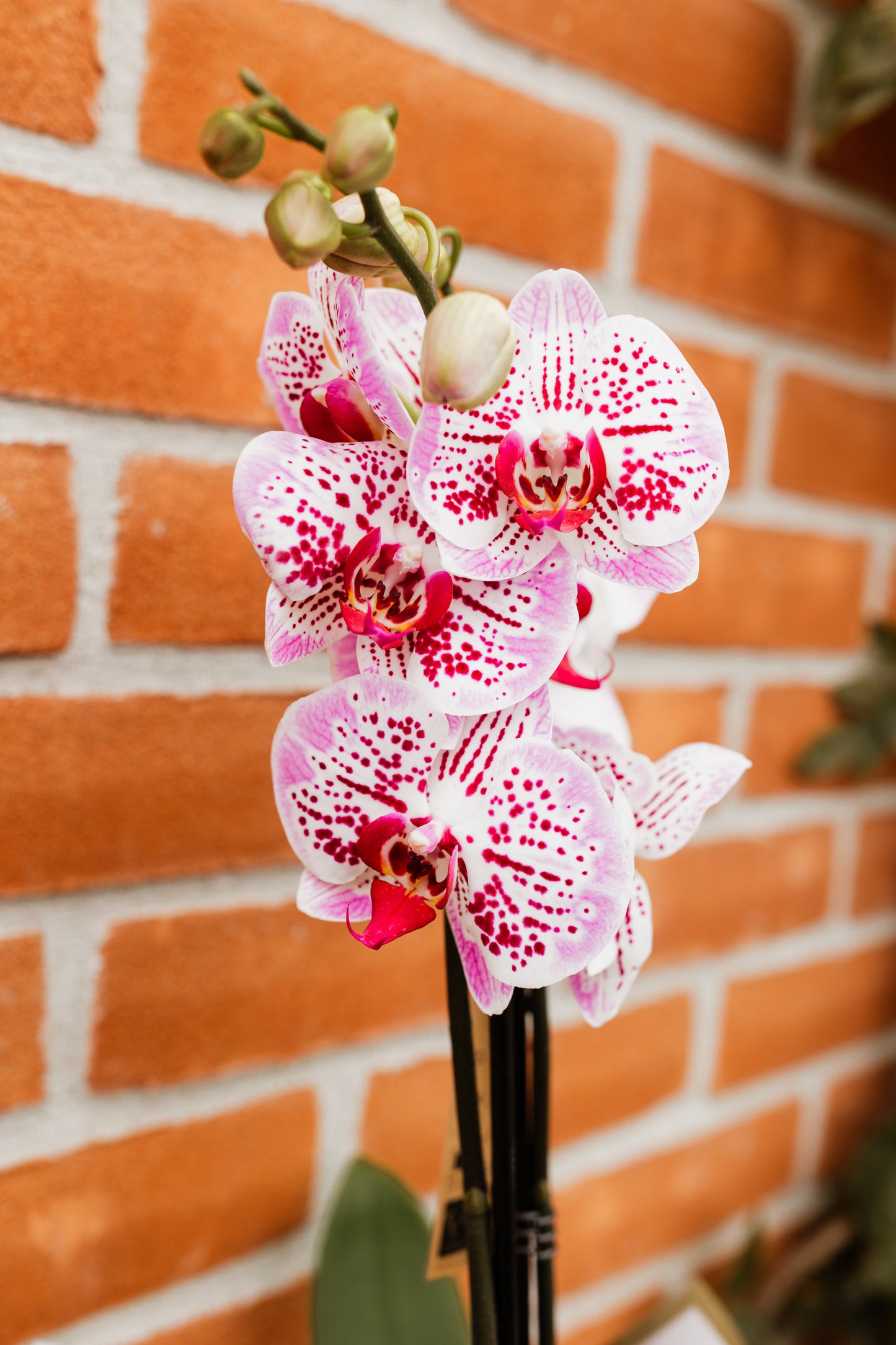 Orhidee Phalaenopsis Powdered White 60cm