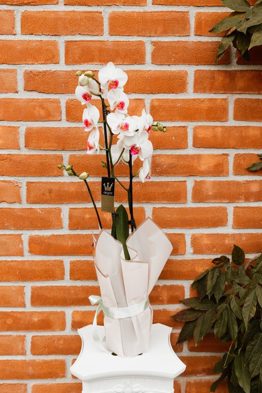 Orhidee Phalaenopsis White Paradise 60cm