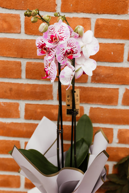 Orhidee Phalaenopsis Powdered White 60cm