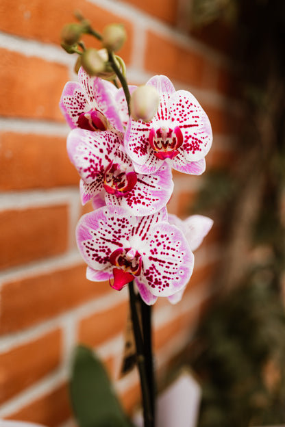 Orhidee Phalaenopsis Powdered White 60cm