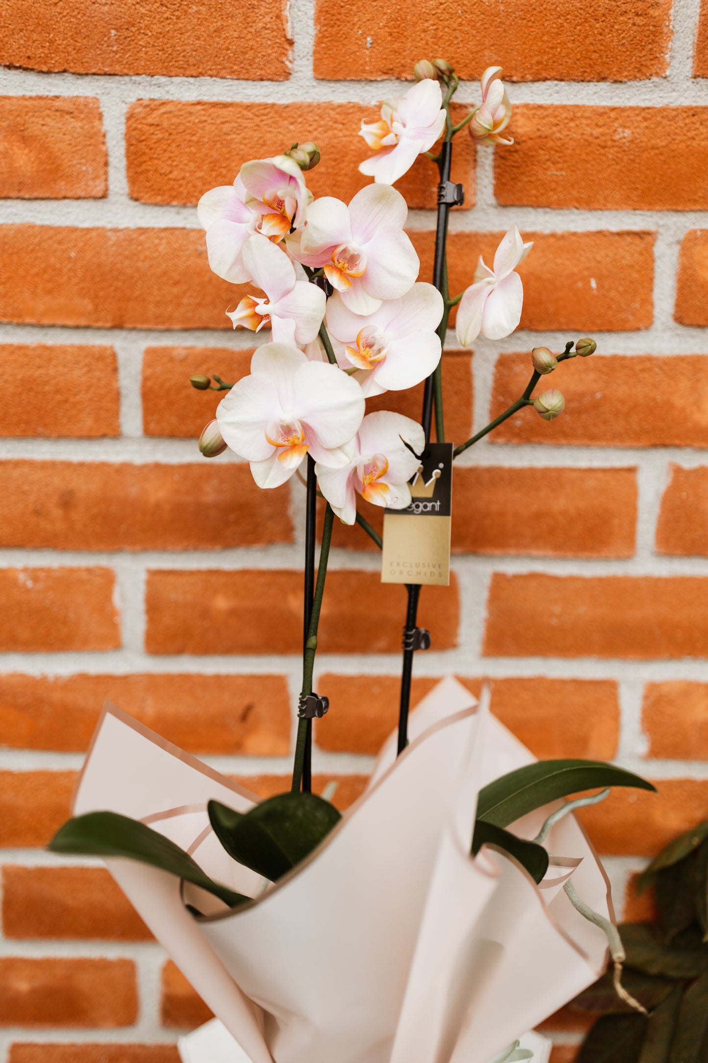 Orhidee Phalaenopsis Peachy White 60cm