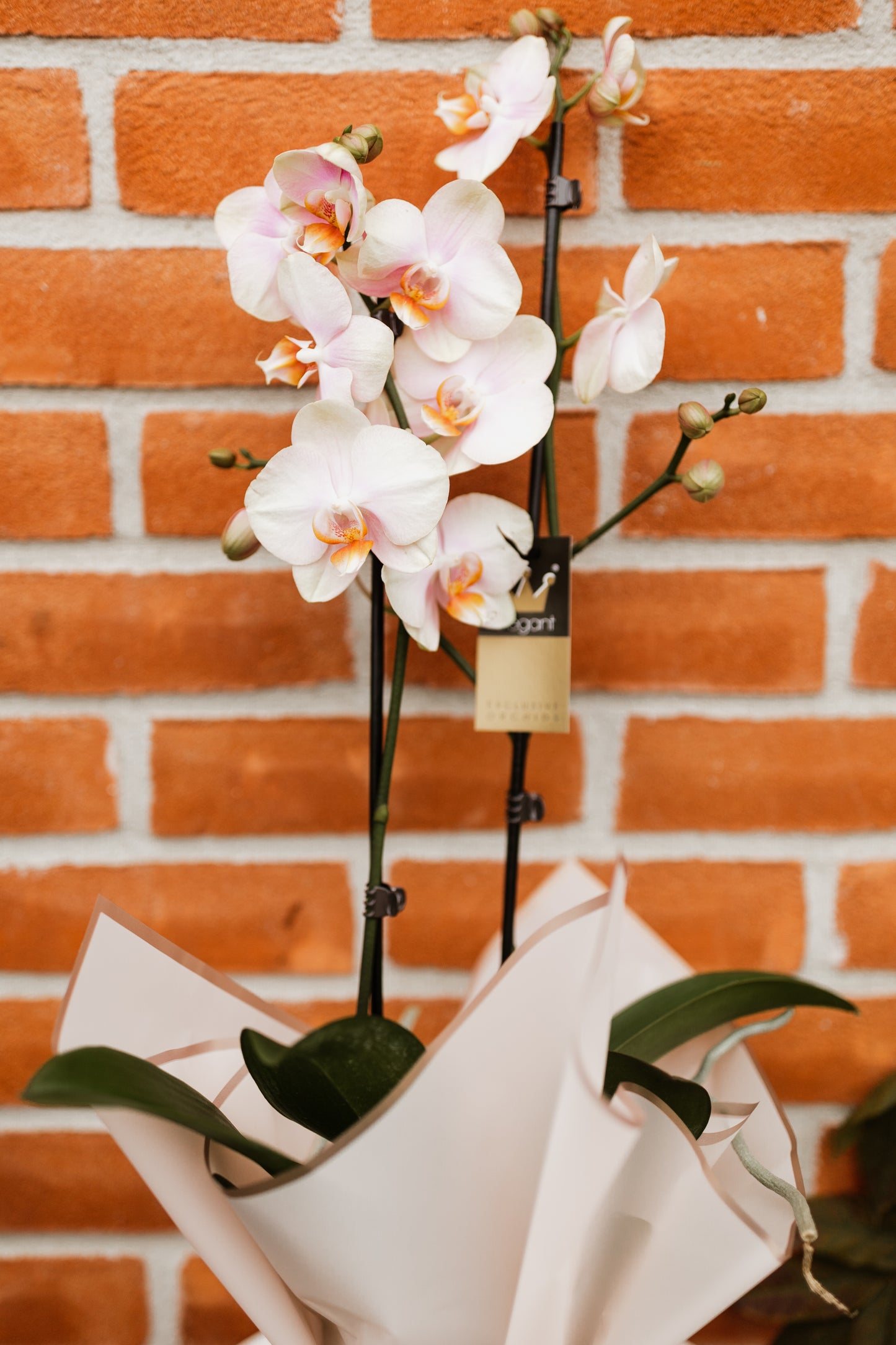 Orhidee Phalaenopsis Peachy White 60cm