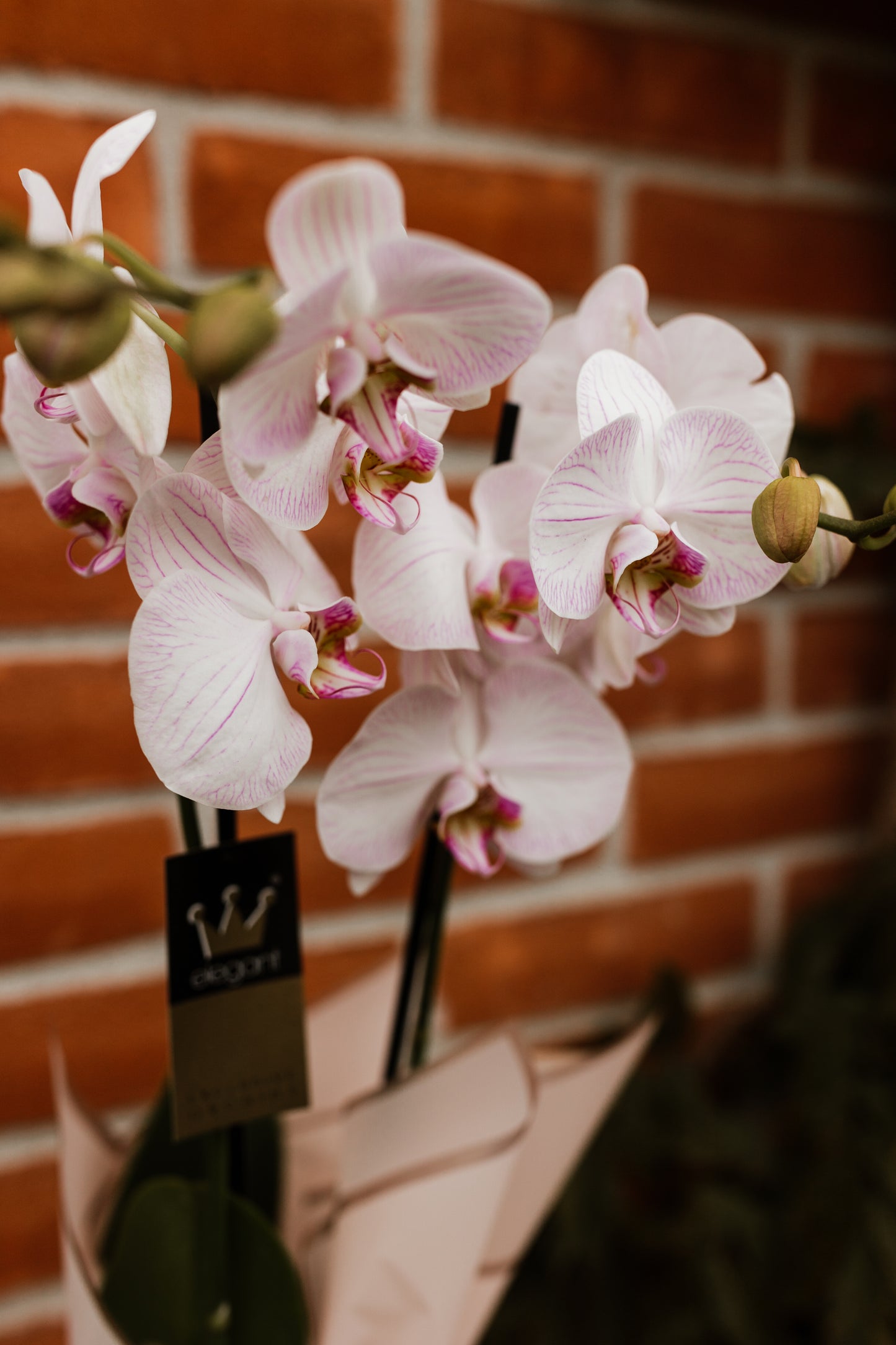 Orhidee Phalaenopsis Pastel White 60cm