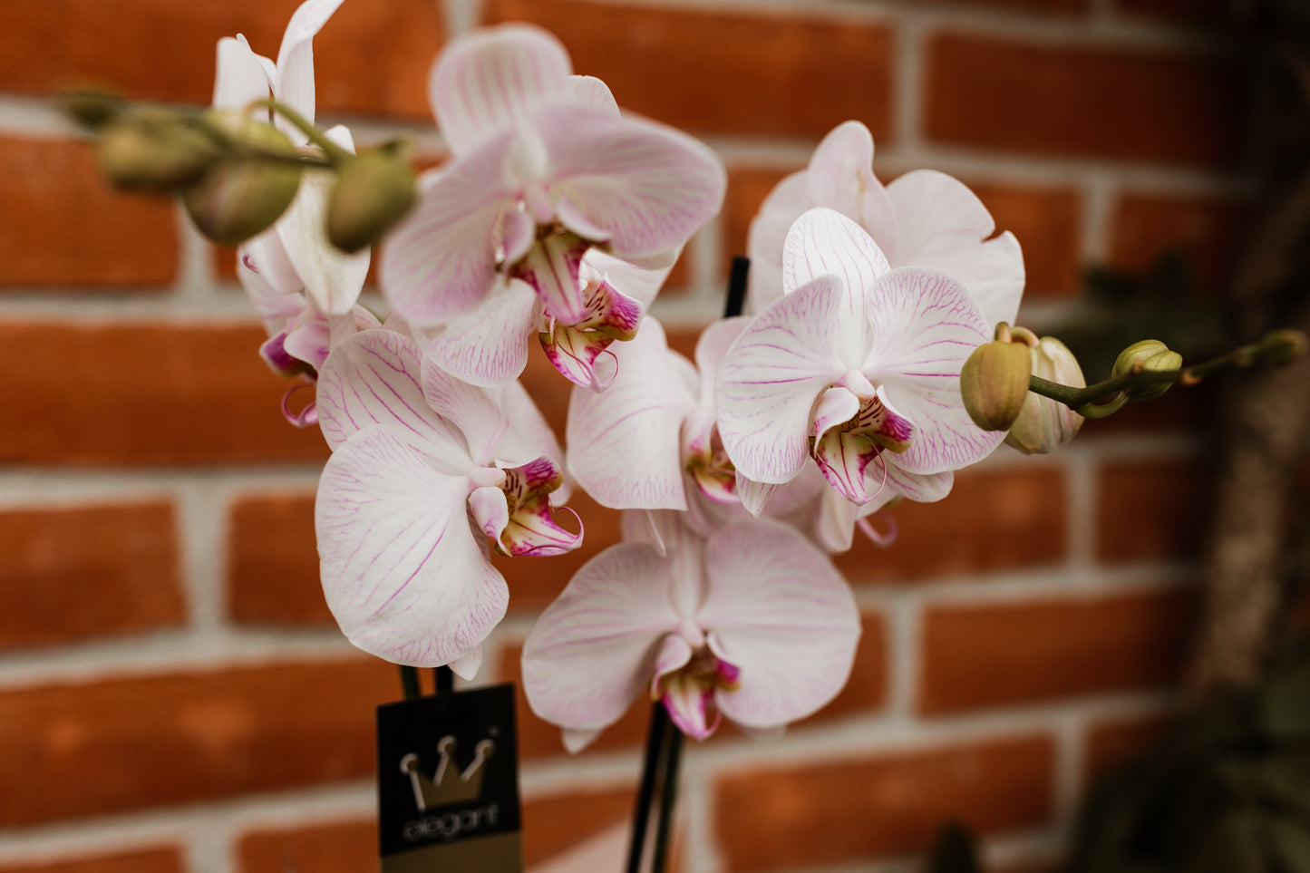 Orhidee Phalaenopsis Pastel White 60cm