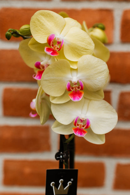 Orhidee Phalaenopsis Mellow Yellow 60cm