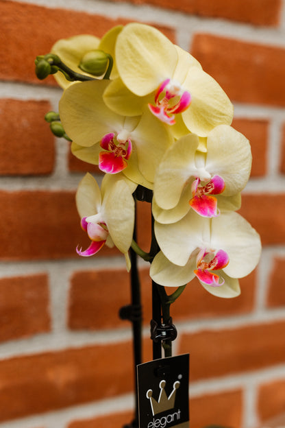 Orhidee Phalaenopsis Mellow Yellow 60cm